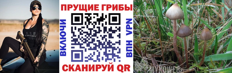 Псилоцибиновые грибы прущие грибы  Купить закладки  Лодейное Поле 